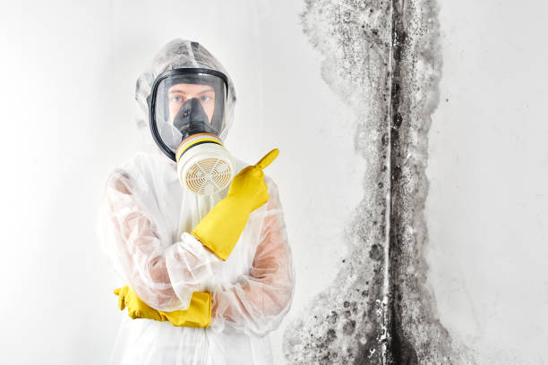 Best Environmental Consulting for Mold Prevention in USA